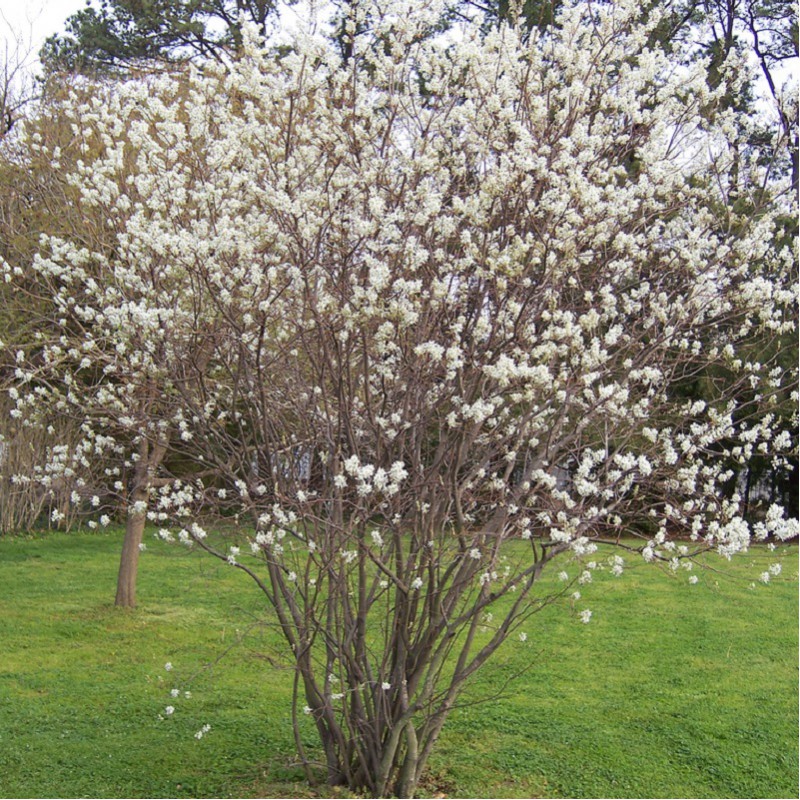 Amélanchier lamarkii en fleurs